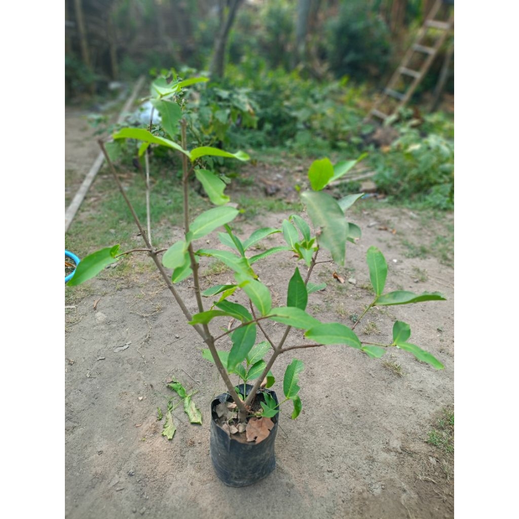 bibit jambu air citra cangkok