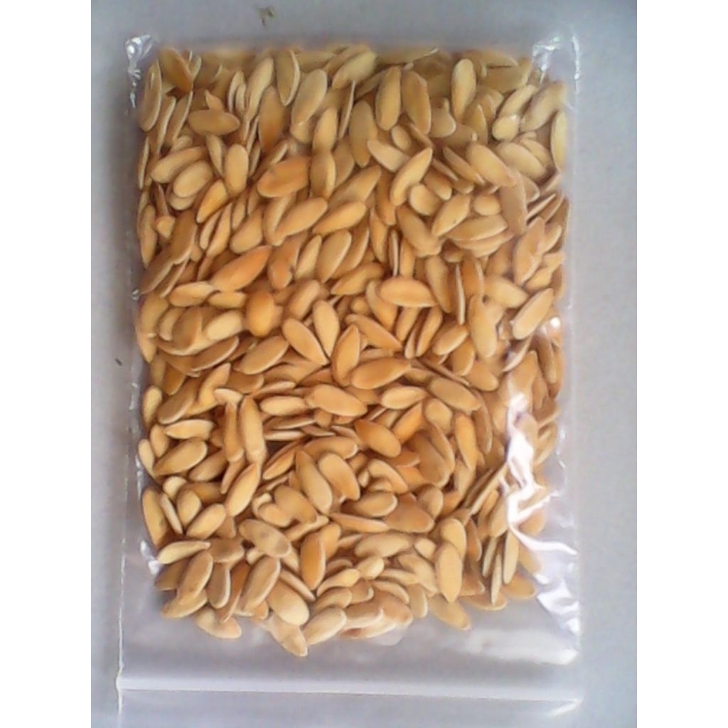 bibit melon madu super f1