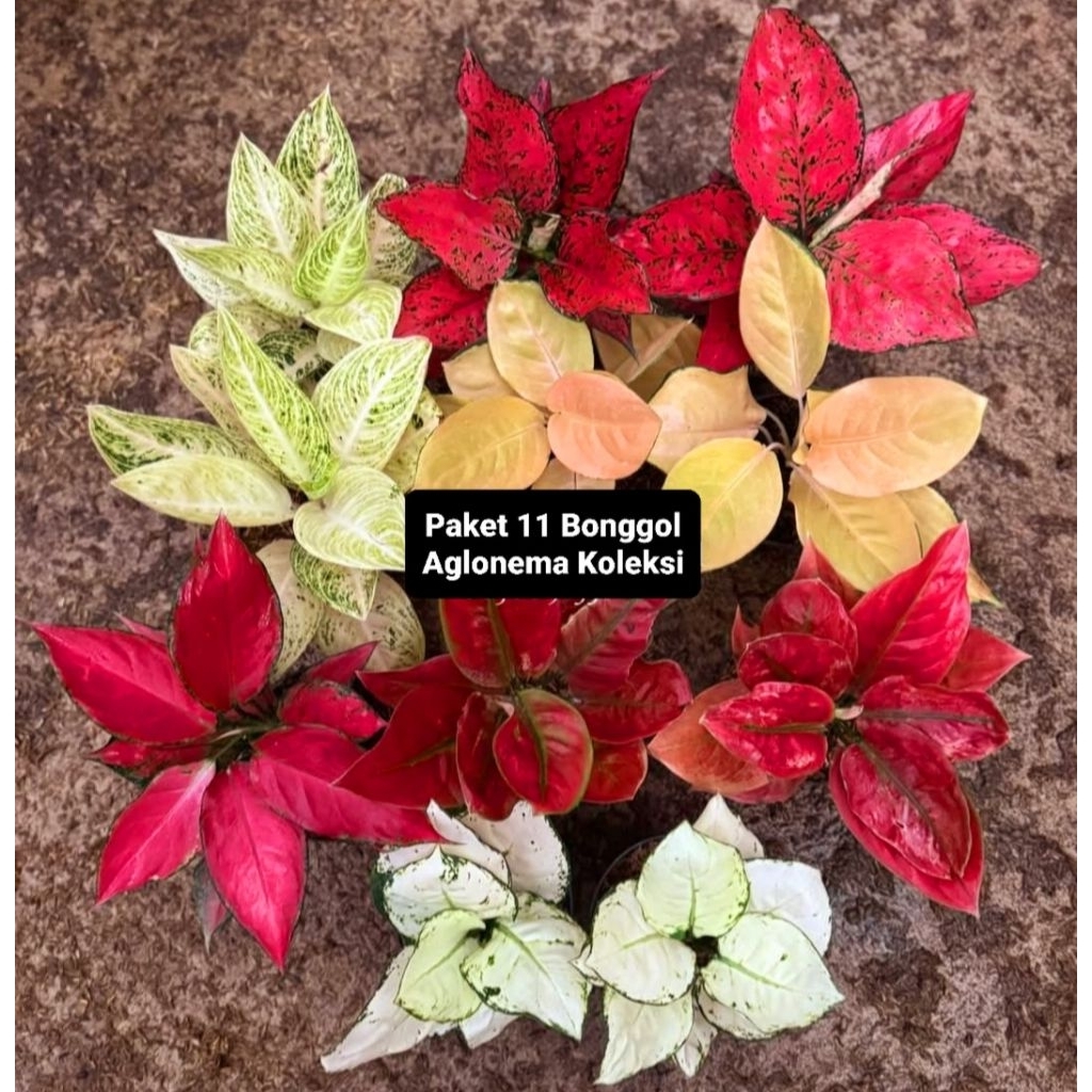 Promo !  Paket 11 Bonggol Aglonema Asli BERAKAR Pasti Tumbuh | Bonggol Aglonema Sehat Segar