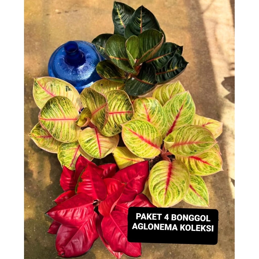 Promo   Paket 4 Bonggol Aglonema Asli BERAKAR Pasti Tumbuh | Bonggol Aglonema Sehat Segar