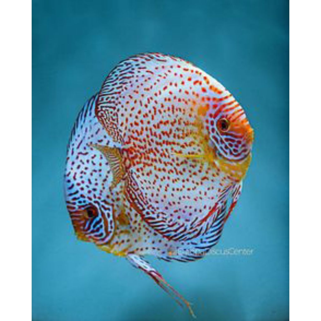 discus super white butterfly leopard mulai ukuran 2cm-2inch discus