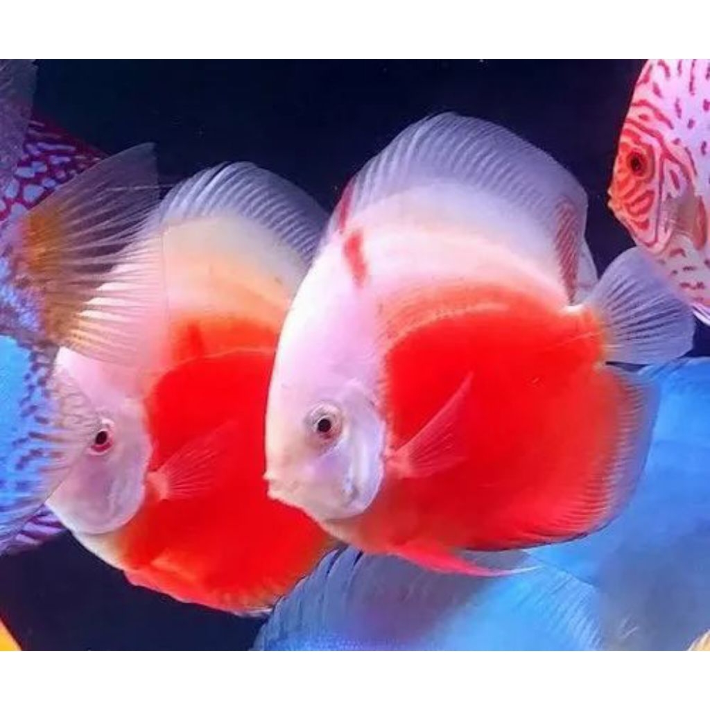 discus red Velvet mulai ukuran 2cm-2inch discus