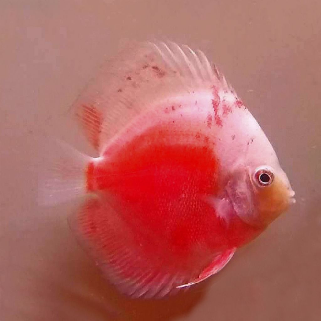 discus inonesian flag mulai ukuran 2cm-2inch discus