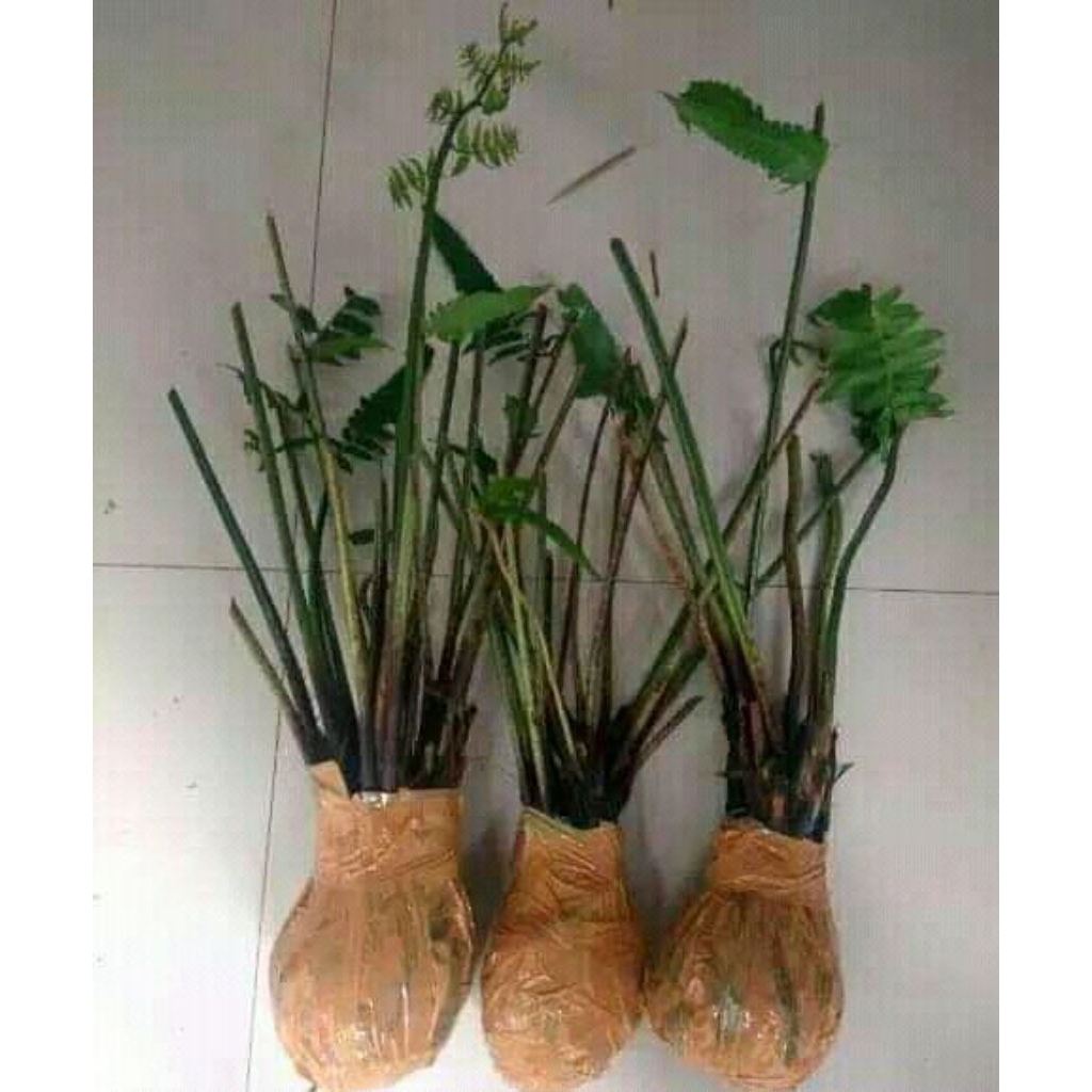 20 bibit pakis sayur /pohon pakis sayur,tanaman pakis sayur