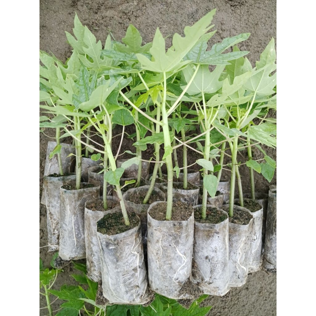Bibit Pepaya California Siap Tanam