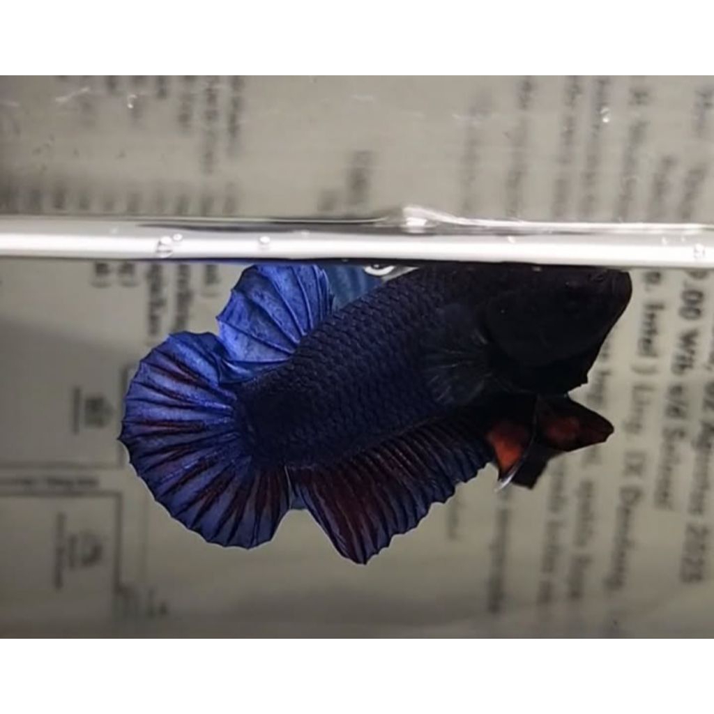 Cupang aduan size M super ganas