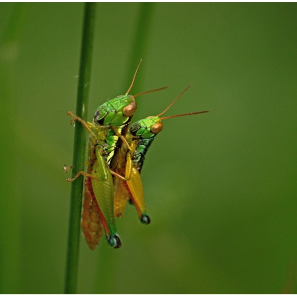 belalang hidup 30 ekor