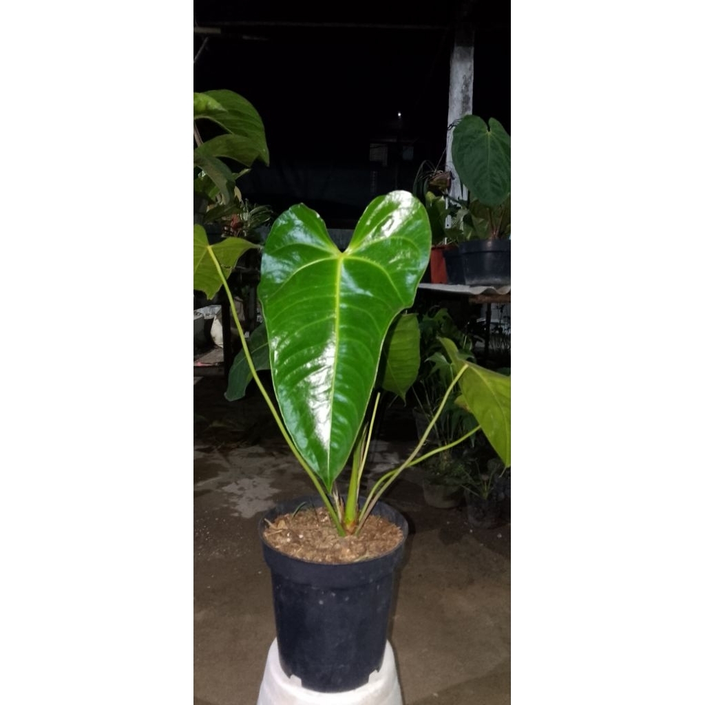 antorium Veitchii hybrid