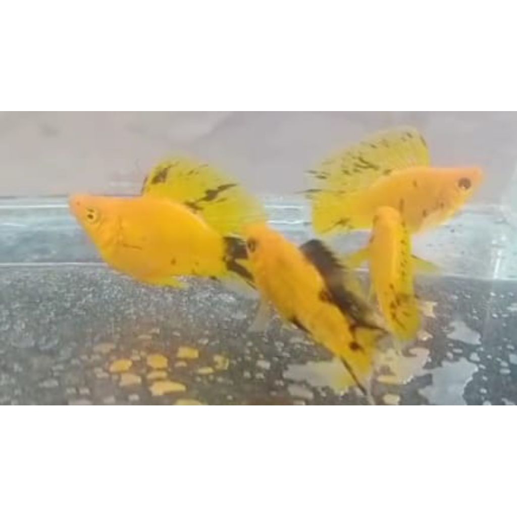 molly Leopard sailfin sepasang indukan