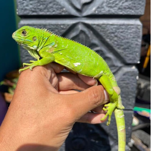 koleksi mainan green iguana remaja minusan