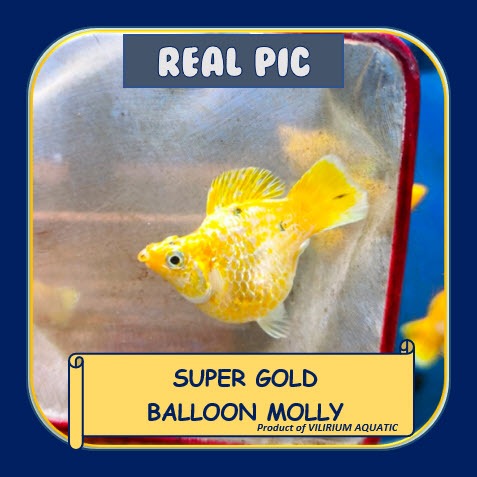 IKAN HIAS AIR TAWAR - MOLLY SUPER GOLD (IKAN AQUASCAPE) MOLLY ROUNDTAIL