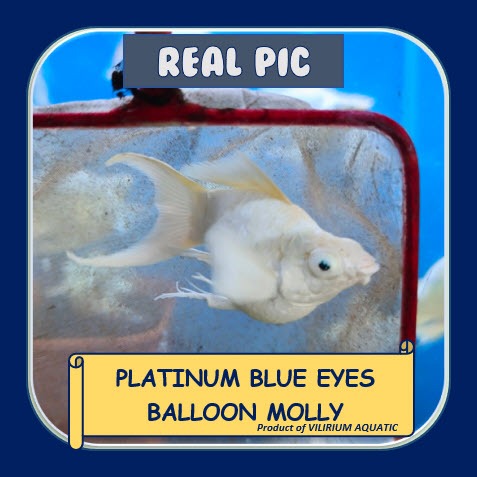 IKAN HIAS AIR TAWAR - MOLLY PLATINUM BLUE EYES (IKAN AQUASCAPE) MOLLY LYRETAIL