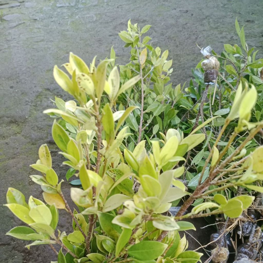 kimeng golden/varigata kuning