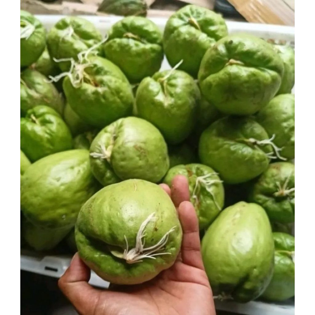 Bibit Labu Siam / jipang siap tanam