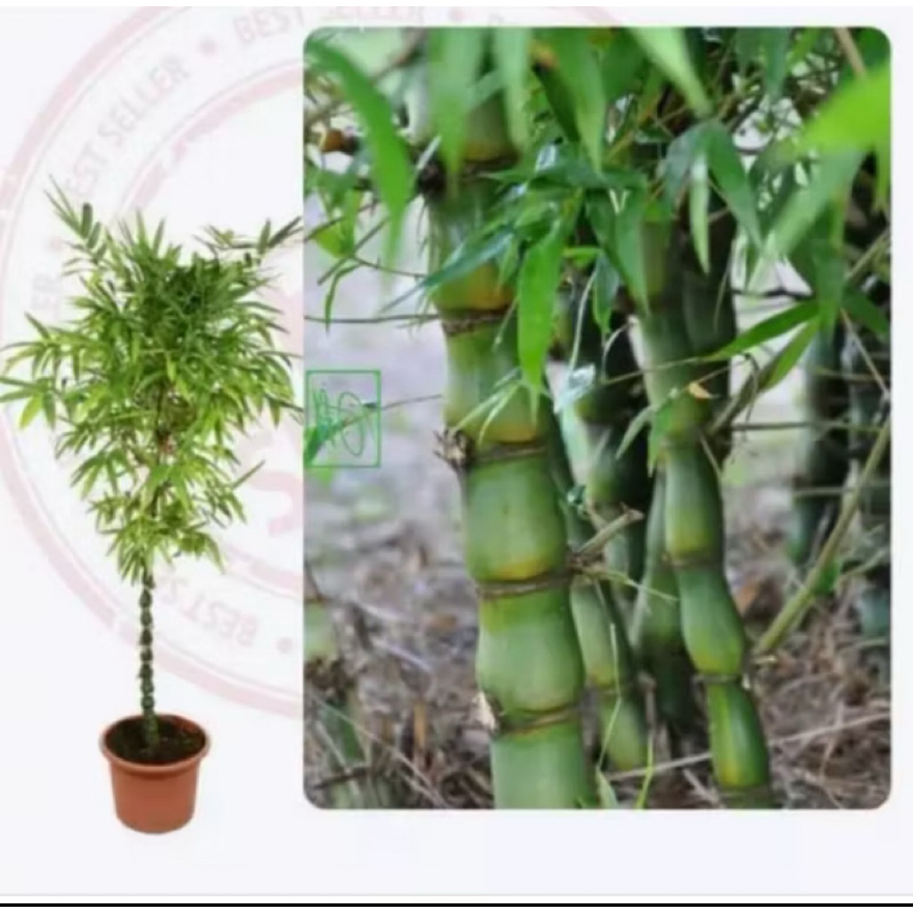 Bambu Tasbih / Kodok