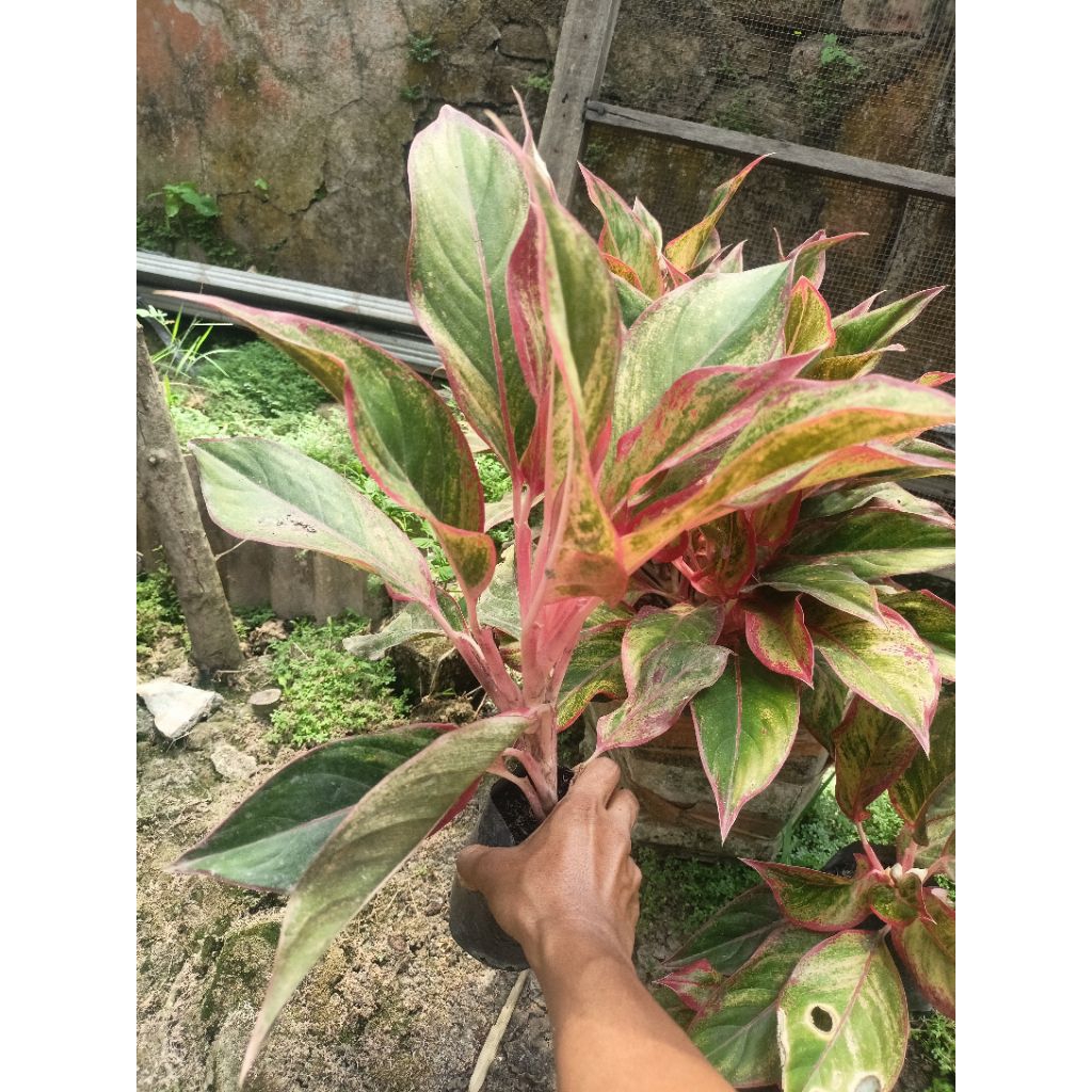 Bunga Aglonema jenis liipstik