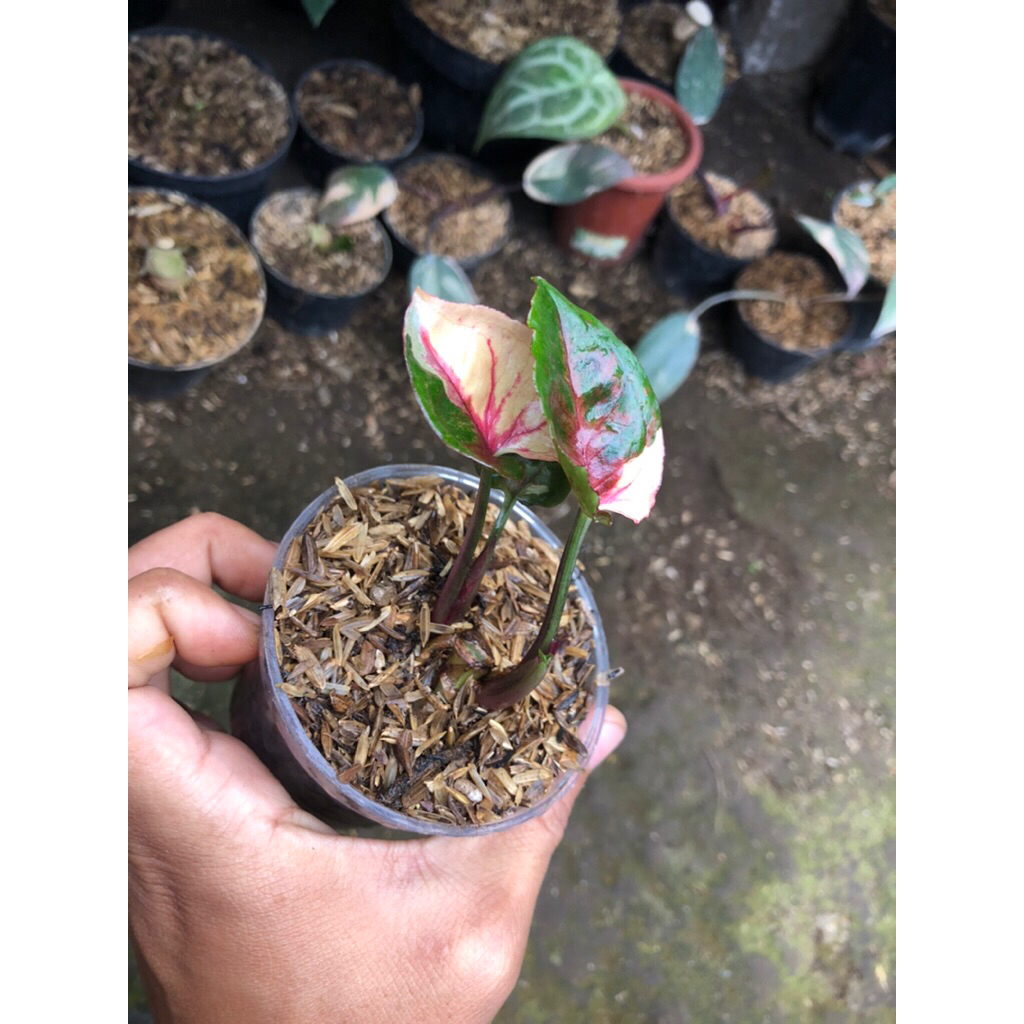 Tanaman hias syngonium strawberry ice Original