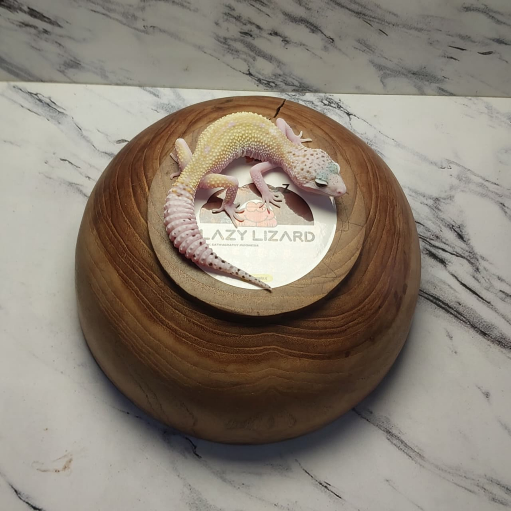 Mainan Anak GECKO Warna MSE MACK SNOW ECLIPSE