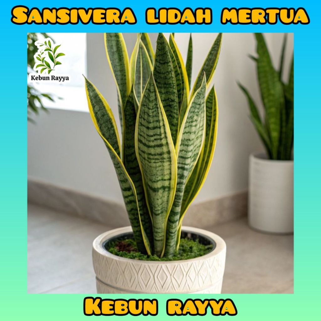 Tanaman Sansivera Lidah Mertua Sensivera Murah Tanaman Lidah Mertua Sensivera