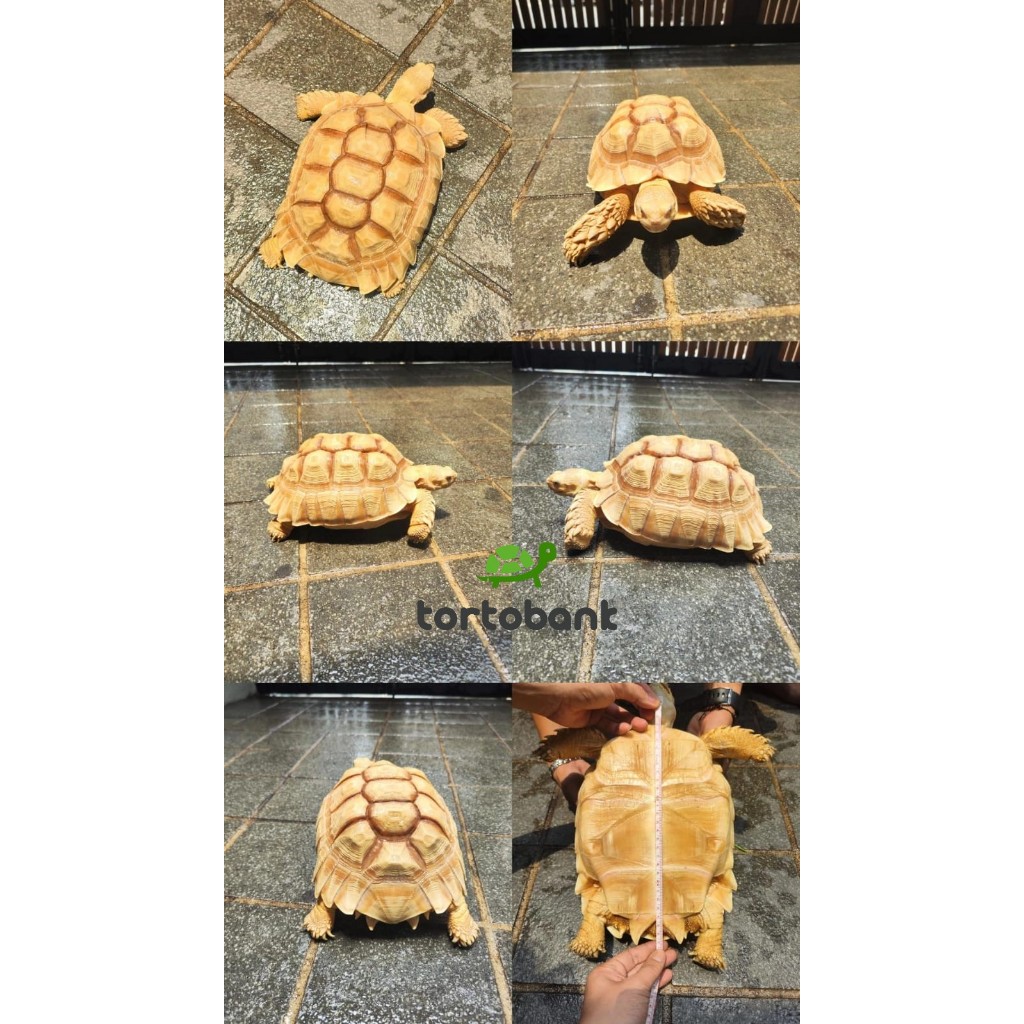 SULCATA IVORY DAN SULCATA HET IVORY VISUAL NORMAL TAPI HARGA SULCATA NORMAL