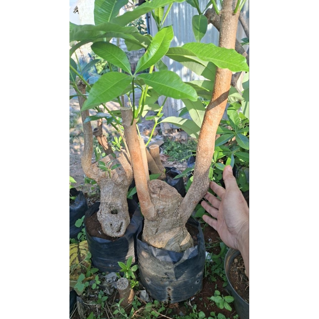 tanaman bonsai pohon pulai pule alstonia scholaris