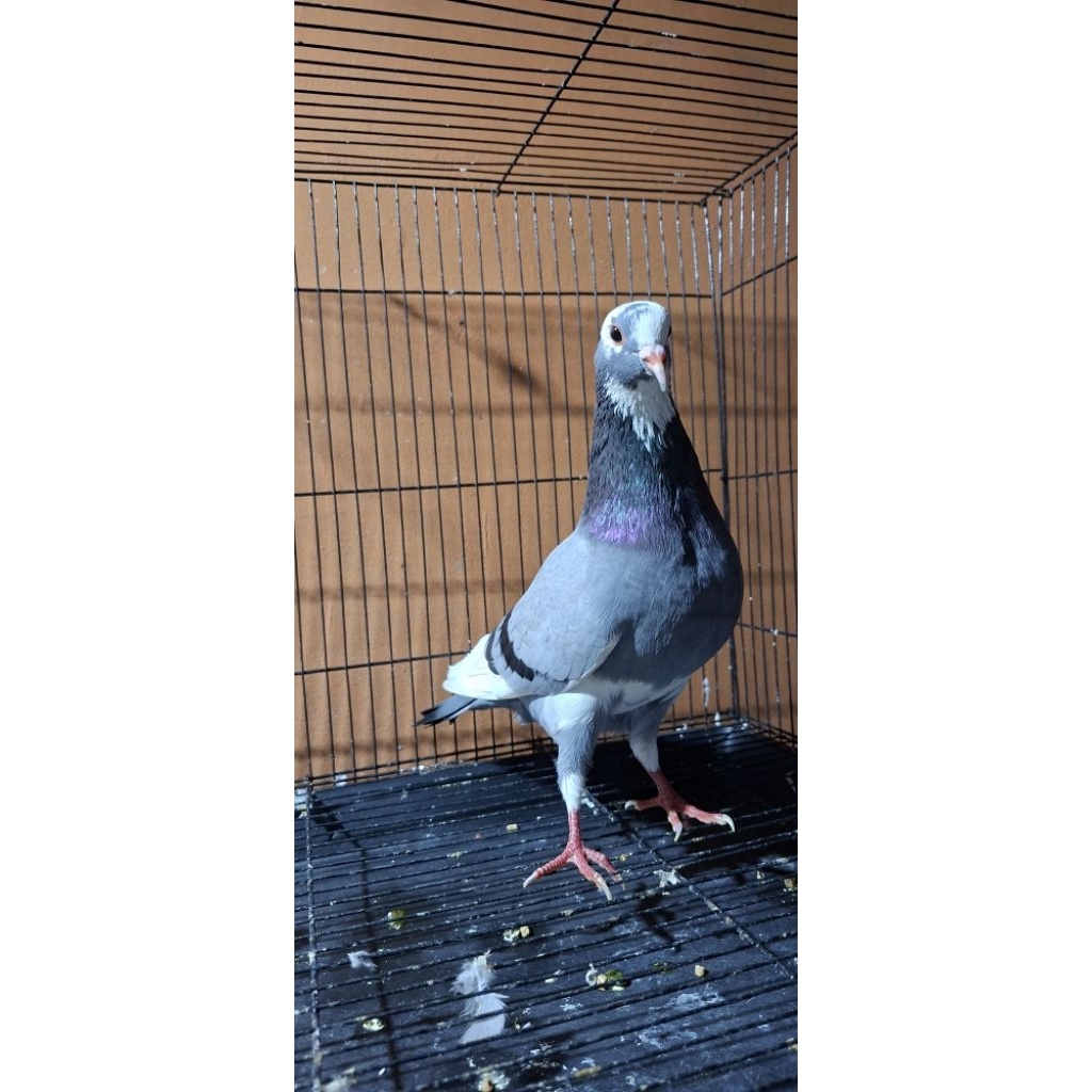merpati jantan blantong megan