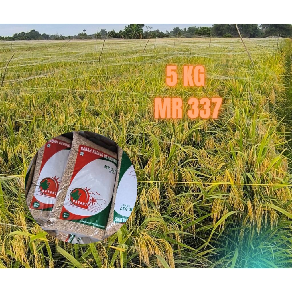 benih padi unggul MR 337 5 kg