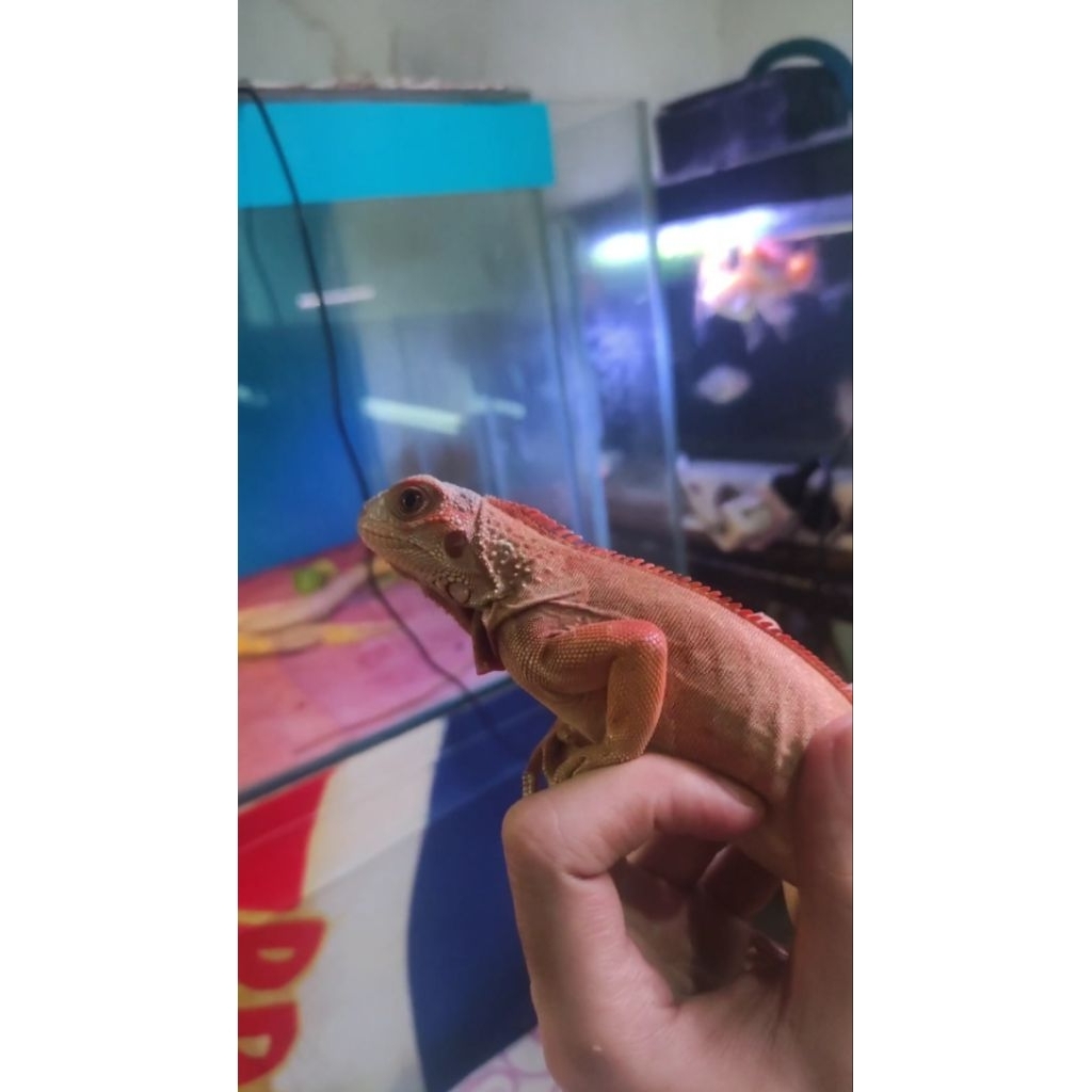 Iguana Red Colombia 66% Het Albino T-