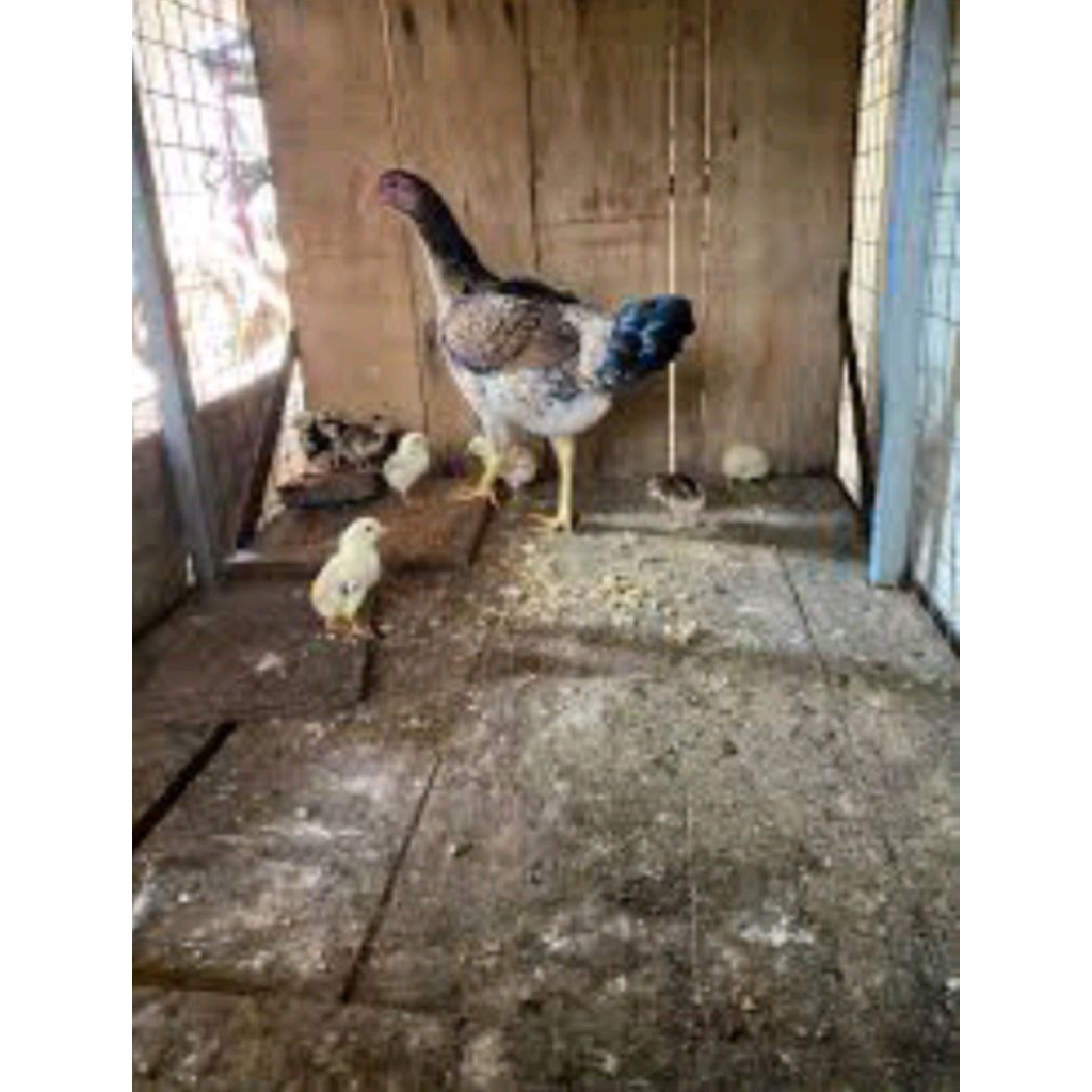 jual telor ayam samo