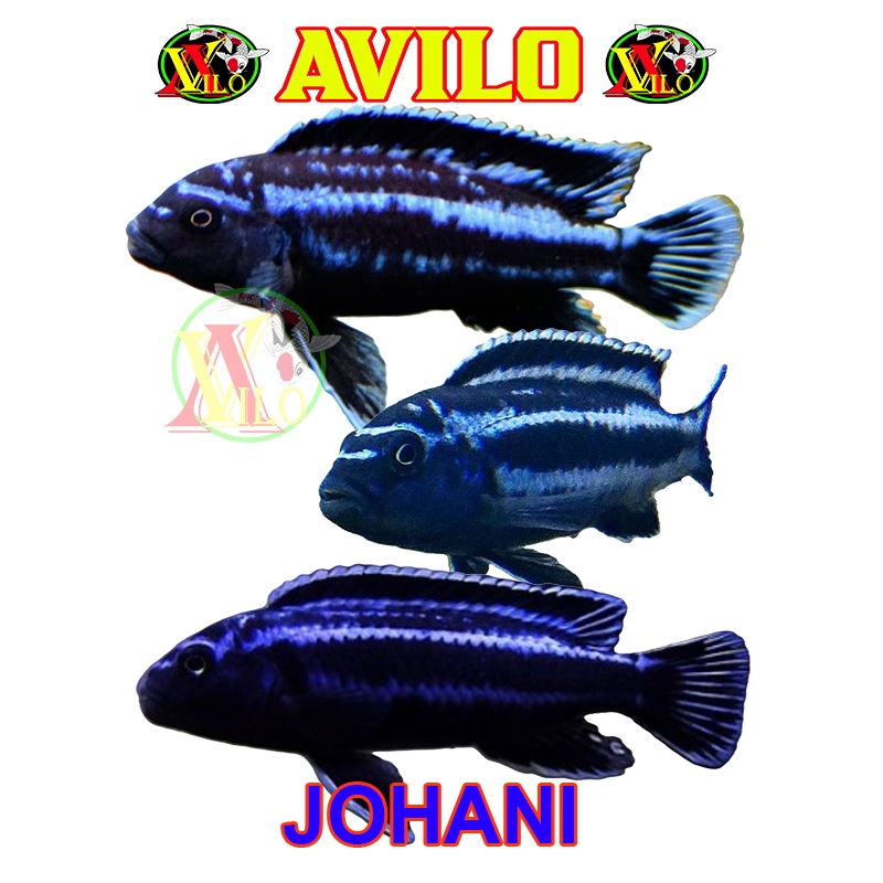 ojek ikan aquascape afrika siklid siklit JOHANI JOHANNI BLUE ciclid size kecil 3 - 5 cm