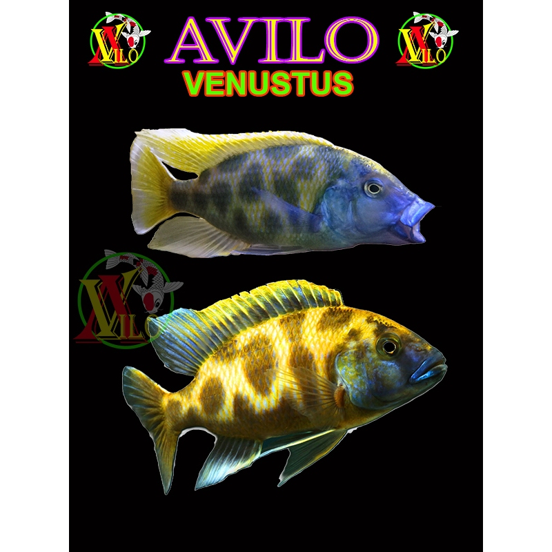 ojek ikan aquascape afrika siklid siklit venustus ciclid size kecil 3 - 4 cm