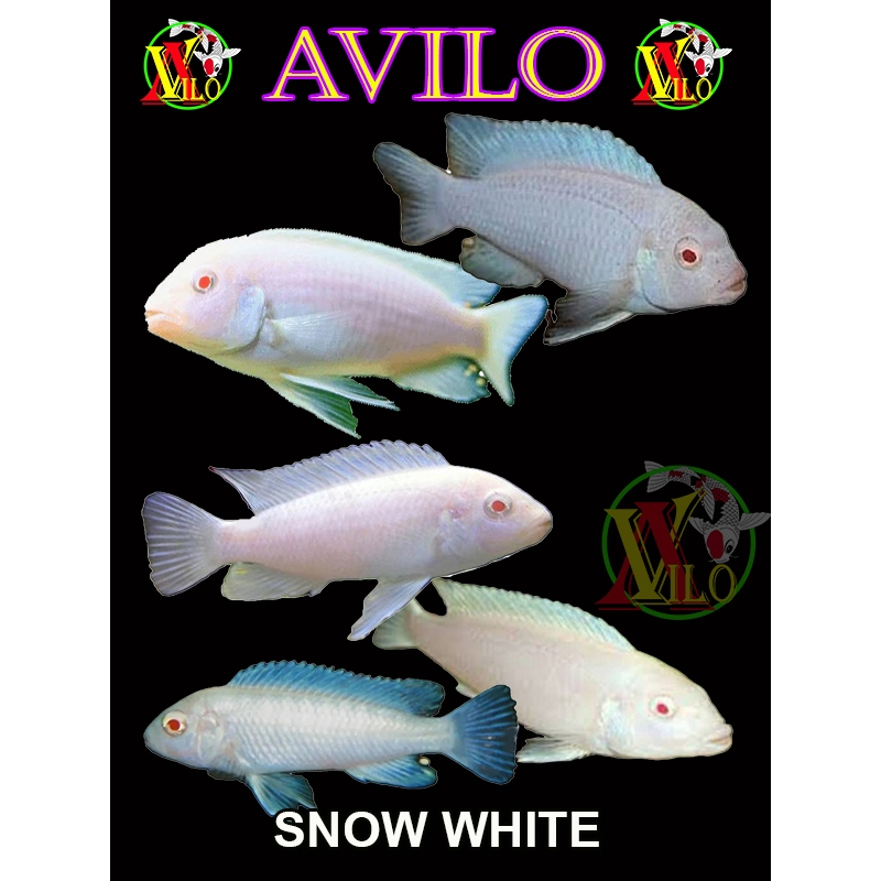 ojek ikan putih aquascape afrika siklid siklit snow white ciclid size kecil 3 - 4 cm