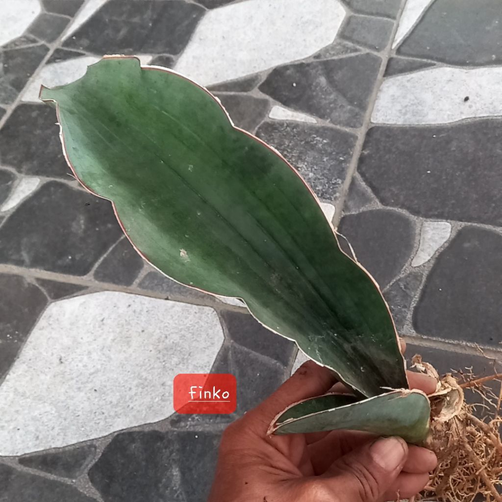 sansevieria black dragon, ex. induk variegata