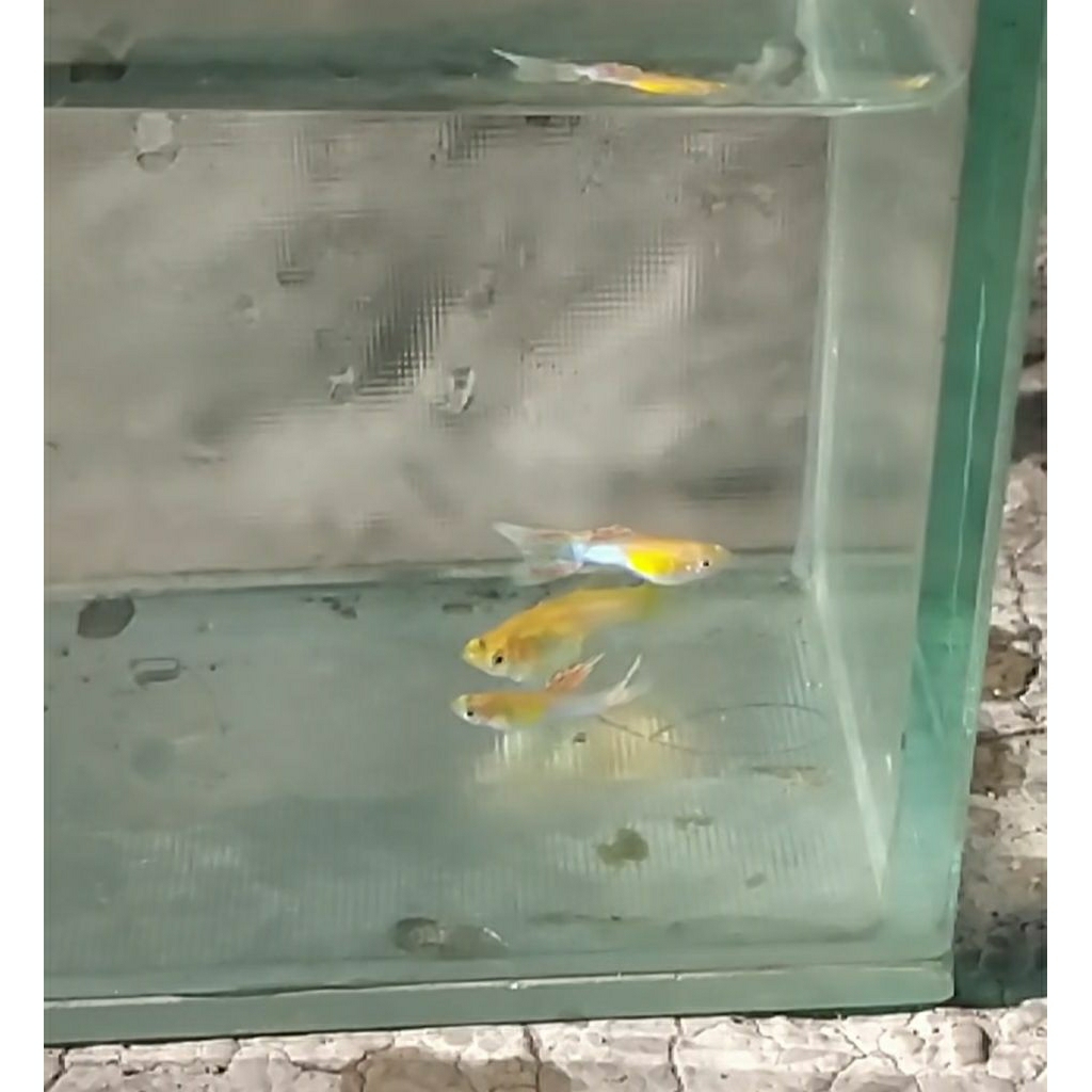 guppy blonde blue japan double swords sepasang