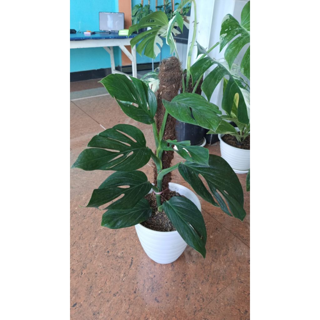 Monstera Pinatipartita