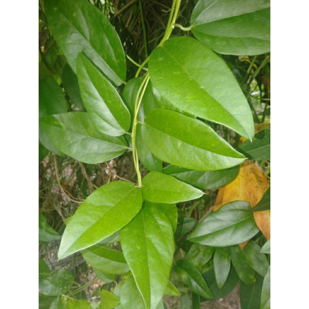 cincau_rambat/cincau_jelly