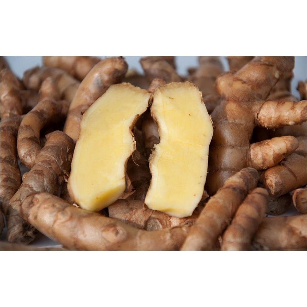 kunyit putih segar 1kg | Curcuma zedoaria | segar dan bersih | kunyit putih asli pegunungan |