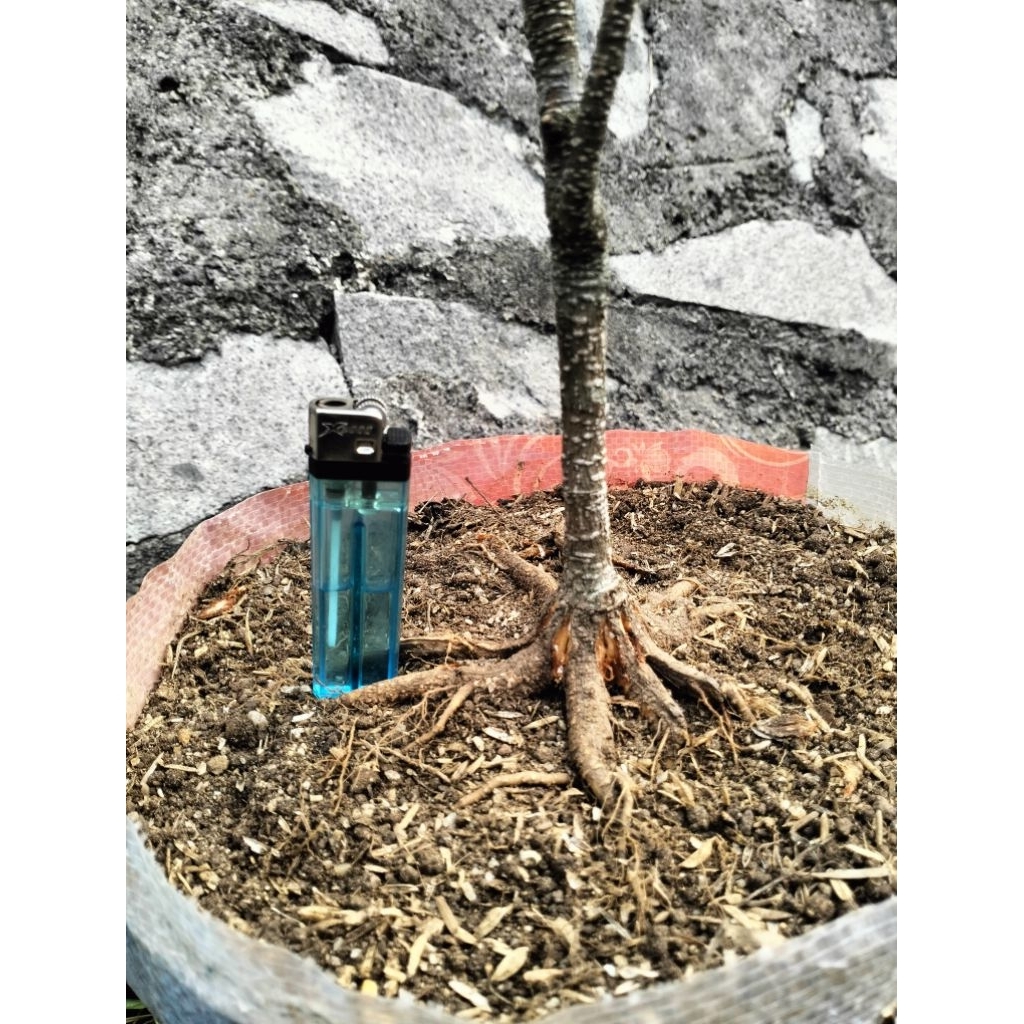 bahan bonsai kimeng pecah batang