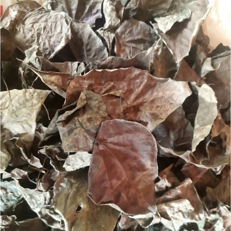 Daun Sirih Merah Kering / Obat Herbal Daun Sirih Kering Herbal Alami Untuk Kesehatan Tubuh