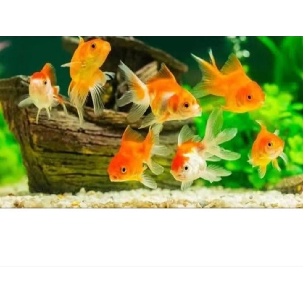 Mainan Koki oranda panda