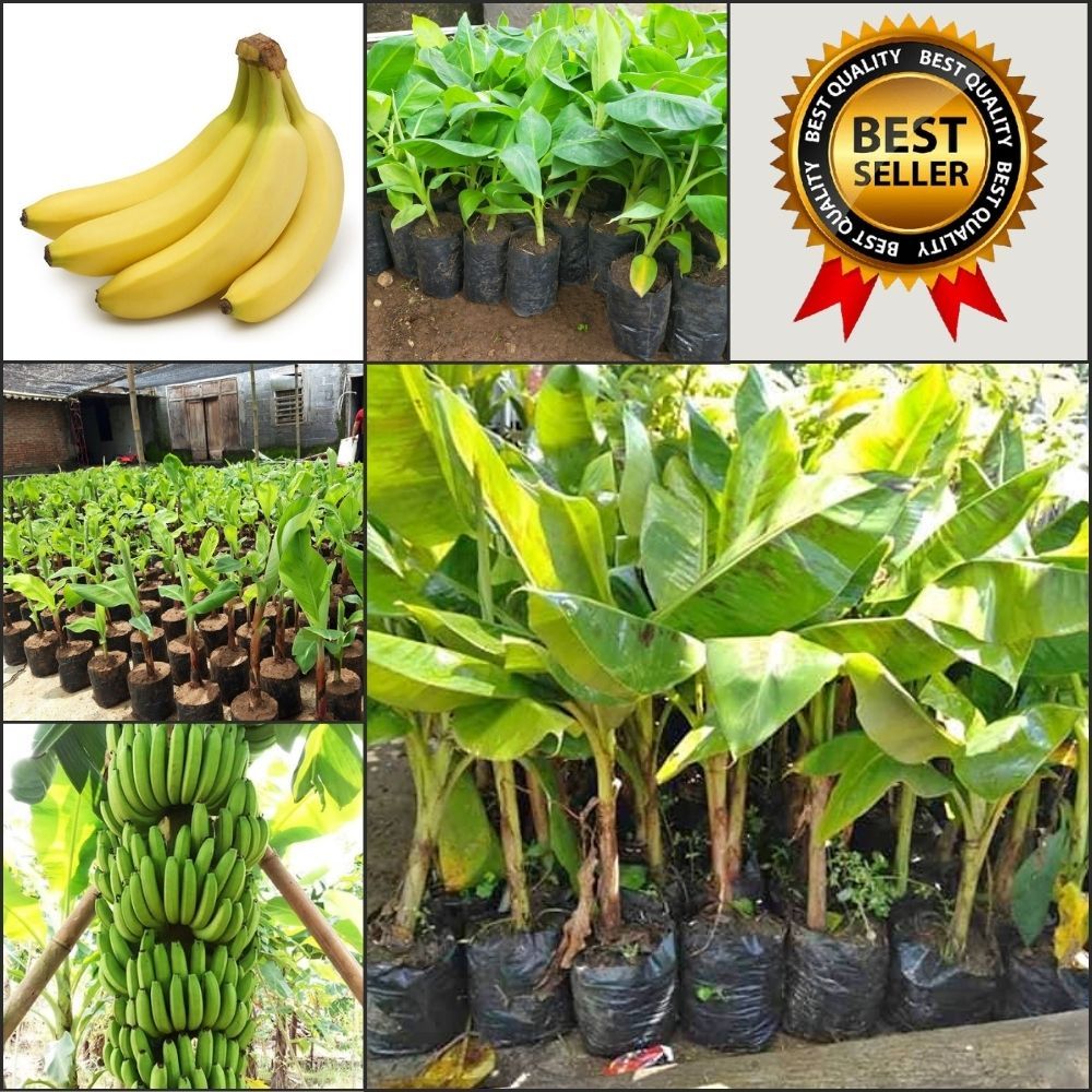 TERBUKTI ASLI  Bibit Pisang Cavendish G9