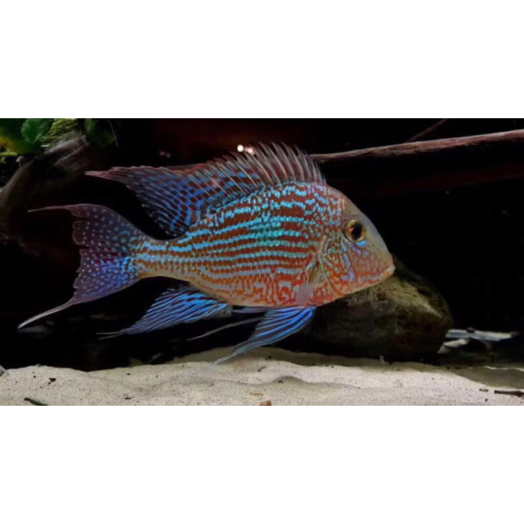 geophagus sveni 50 pcs