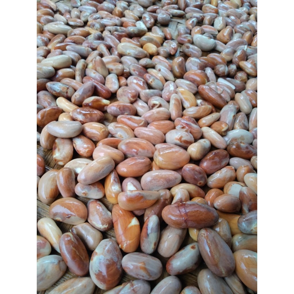 GROSIR BIJI NANGKA SEGAR PAKET 10 KG