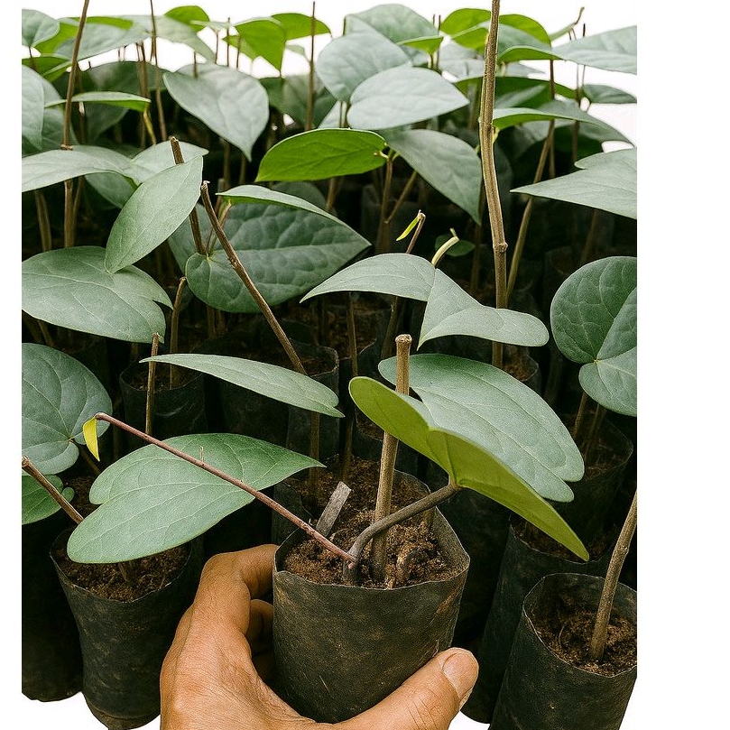 bibit kemukus rinu unggul kualitas super  buah lebat ...