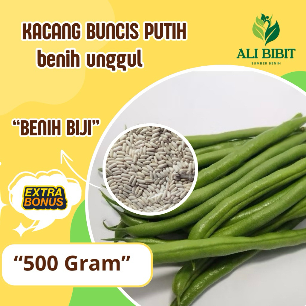 500 Gram> Biji  Kacang Buncis Putih Baby>Bibit Benih kacang Buncis Putih>Bonus Benih