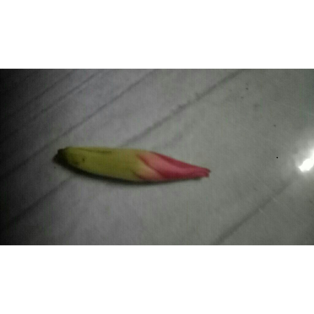 BungaKantil wulung/kantil ungu/Bws*#51