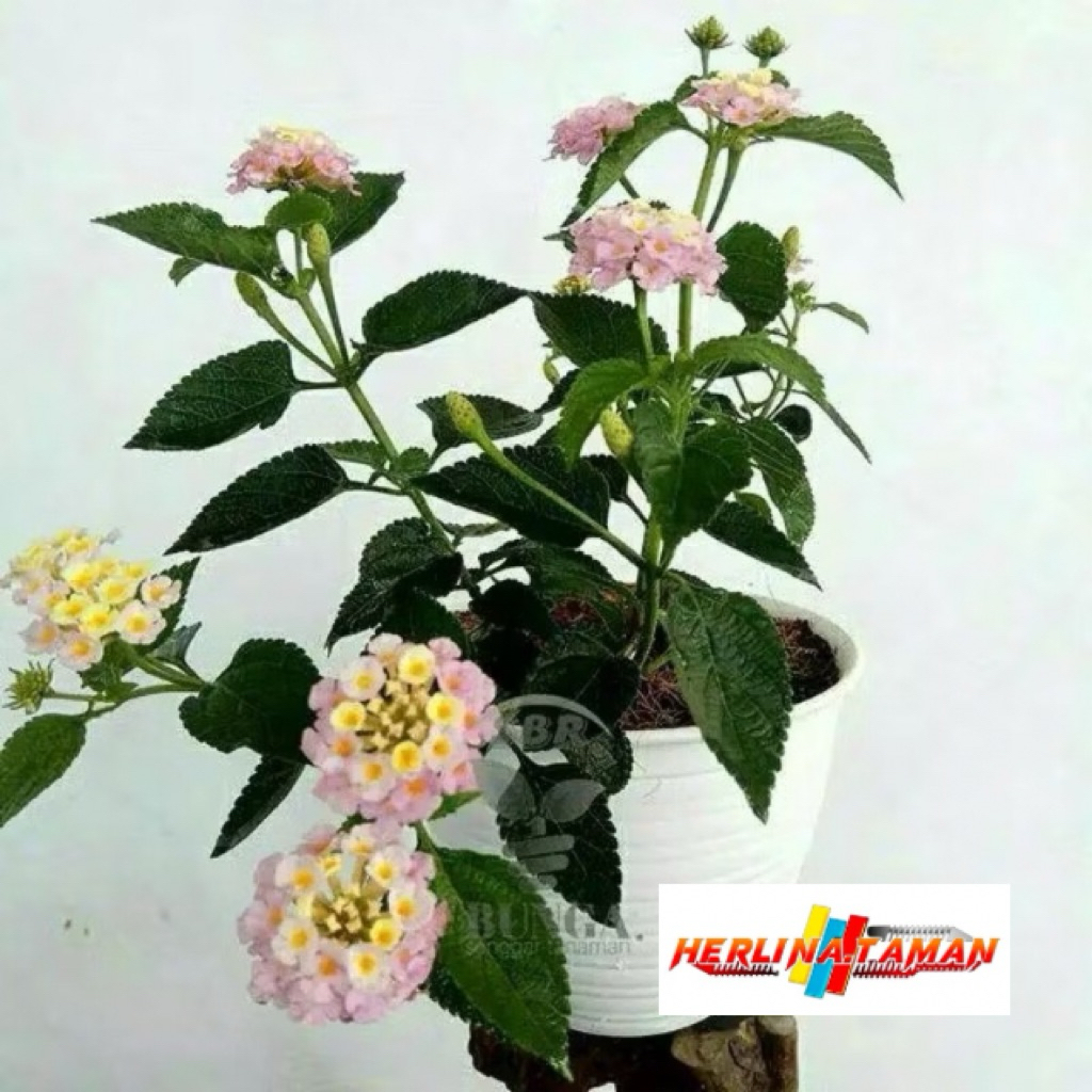 Lantana 3color mikro