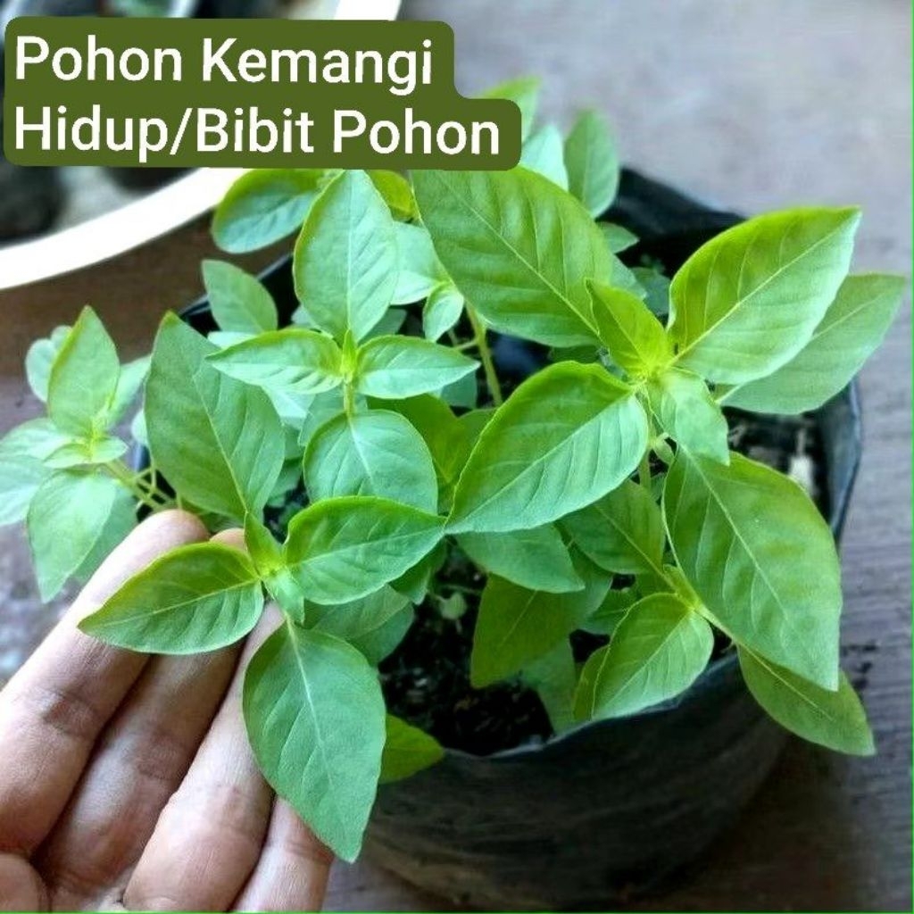Bibit Pohon Sayur Kemangi Organik