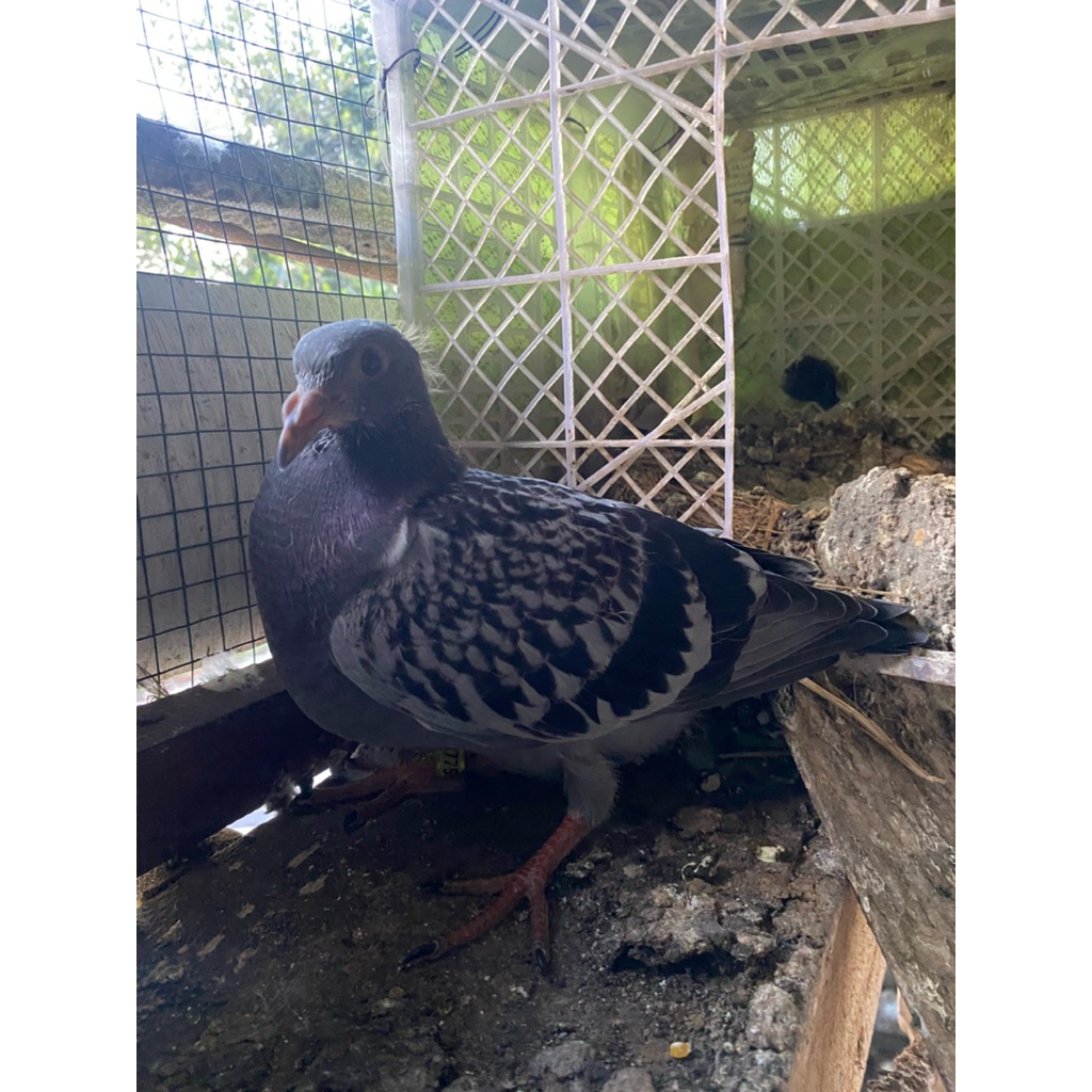 piyik merpati pos mandiri