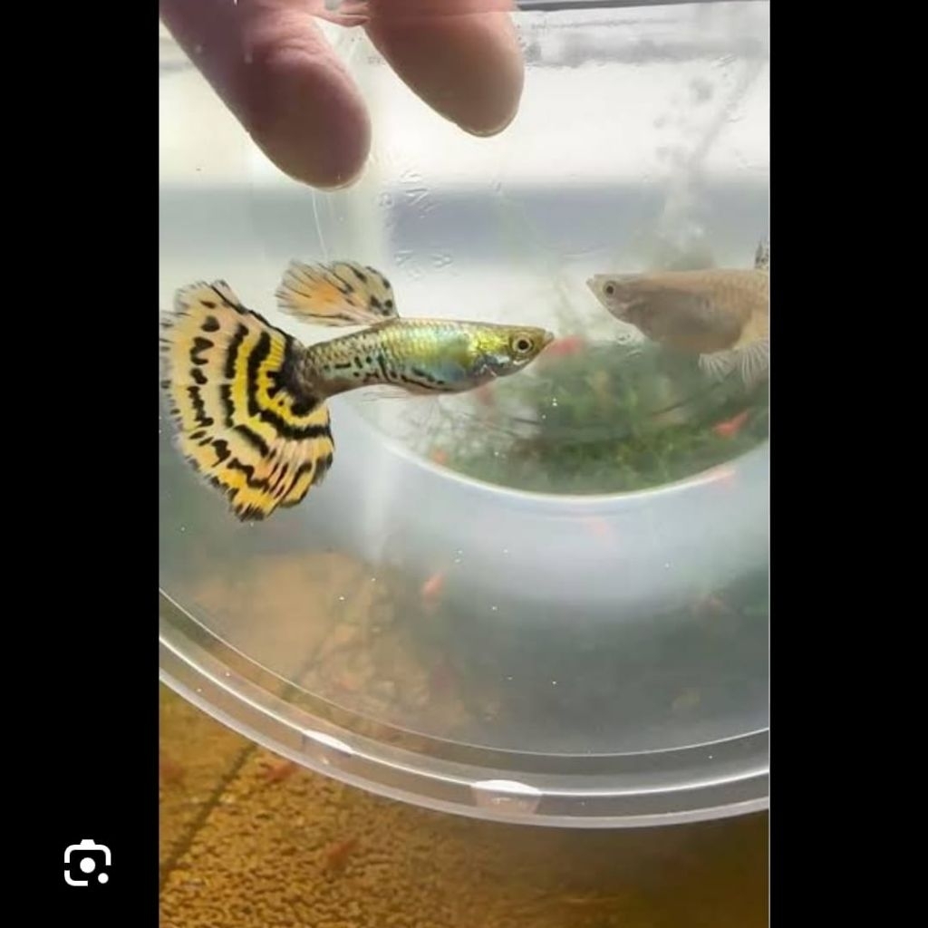 ikan guppy yellow tiger (jantan)